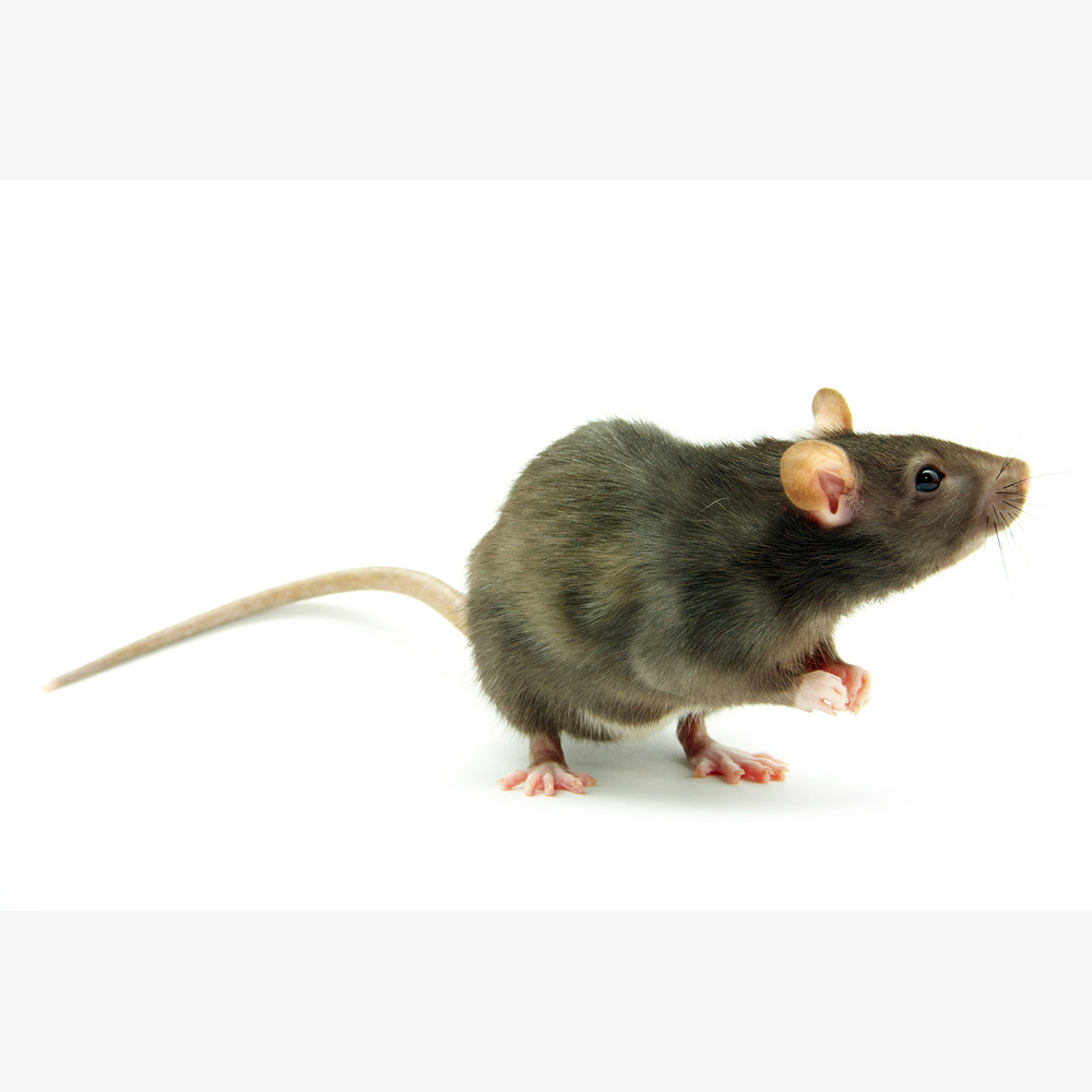 Rat